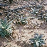 Aloe zebrina Kalahari, Botswana ©JLcoll.392.jpg